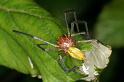 Cheiracanthium_erraticum_D5002_Z_90_Les Gris_Frankrijk
